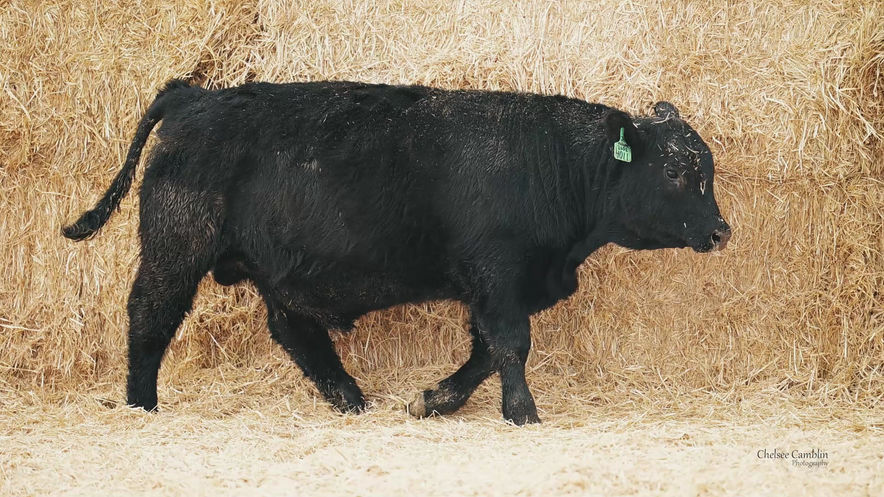 Lot 21